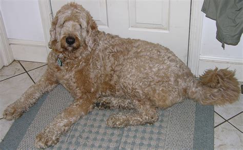 To groom your labradoodle at home you will need good clippers, a few good clipper blades, and a good pair of thinning shears (scissors). Best Dog Clippers For Labradoodles - Dog N Treats