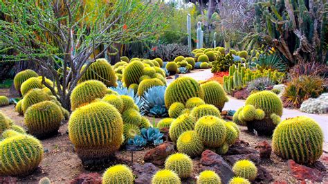 10 Incomparable Cactus Flower Desktop Wallpaper You Can Get It Without