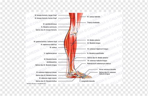 Leg Calf Muscles Diagram á ˆ Female Calf Muscles Stock Pictures