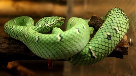 10 Colorful Rainforest Snakes A To Z List With Pictures Fauna Facts