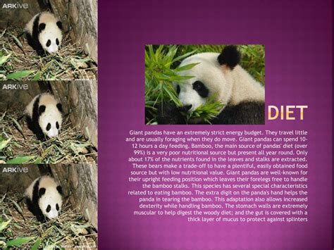 PPT - Giant Pandas PowerPoint Presentation, free download - ID:2519810