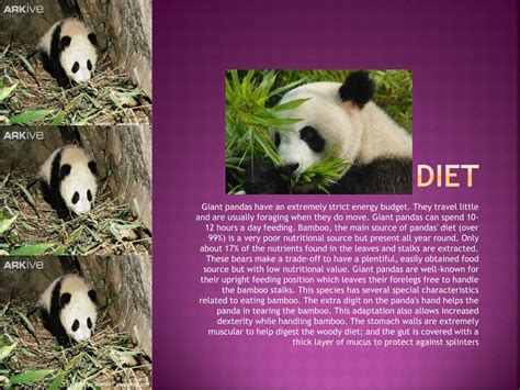 Ppt Giant Pandas Powerpoint Presentation Free Download Id2519810