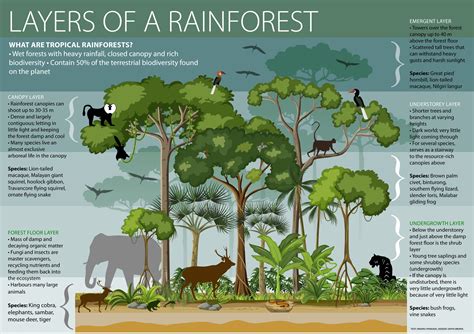 What Is The Forest Floor Layer Of A Tropical Rainforest