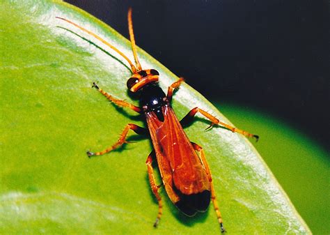 Orange Spider Wasp Priocnemis Bicolor