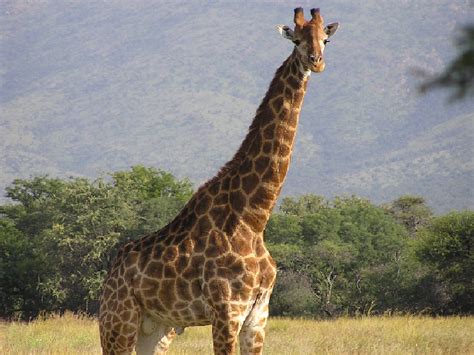 Zoo Virtuale Foto Giraffa