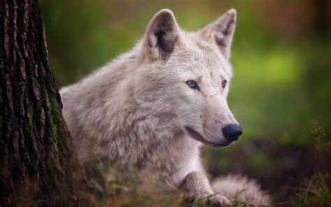 Animals Wolf Wolves Wildlife Nature Predator Fur Eyes Face