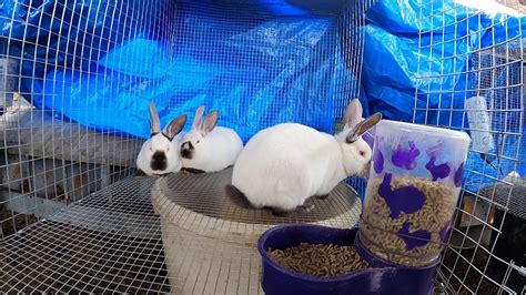 meat and grow out rabbit pen setup youtube
