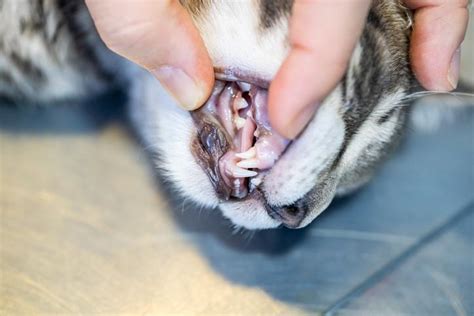 Most Common Dental Problems In Cats Symptoms Treatments And Prevention