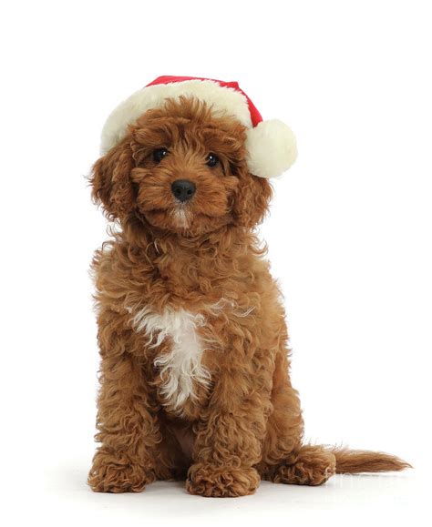 Christmas Cavapoo Photograph By Warren Photographic