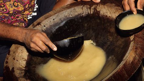 Seeing Kava In A New Light Nz Study To Explore Therapeutic Potential