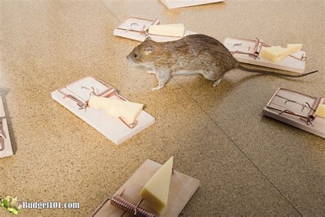 What Is The Best Bait To Put On Mouse Traps Here Are The Top 10 Id