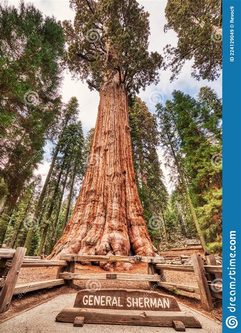 General Sherman Tree In The Sequoia National Park California Editorial