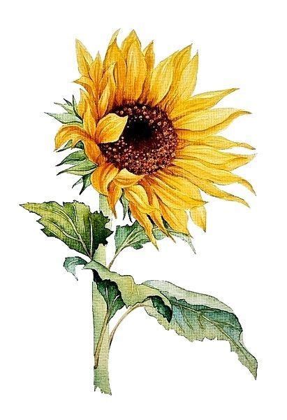 Sunflower Watercolors By Haynes Yahoo Image Search Results Sunflower
