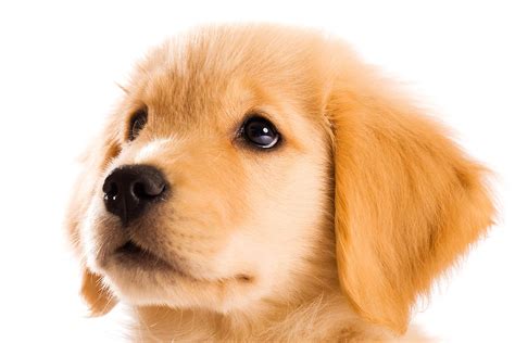 Golden Retriever Puppy Face Close Up Photography Retriever Puppy