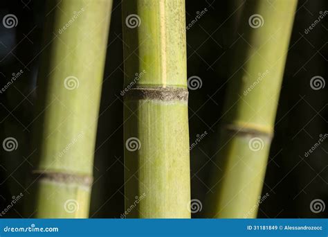 Tiges Vertes De Bambou G Ant Image Stock Image Du Feuillage