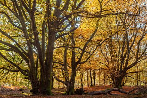 Ken Leslie Photography Autumn Beech Trees