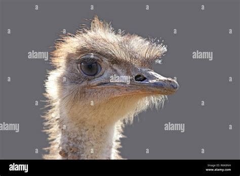 Ostrich Head Sand Hi Res Stock Photography And Images Alamy