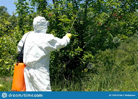 Farmer Spraying Pesticides Or Herbicides In An Fruit Orchard Stock