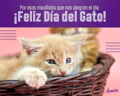 ¡feliz Día Del Gato 🐱 En 2020 Gatos Feliz Día Animales