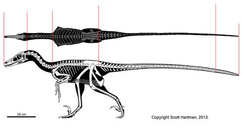 Velociraptor Actual Size