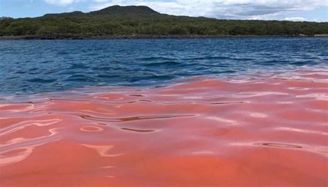Incredible Photos Show Pink Lighting Up Water Near Rangitoto Island