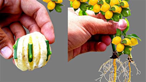 How To Propagate Lemon Tree From Cuttings With New Technique Citrus