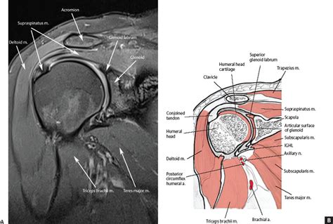 Normal Shoulder Mri Anatomy