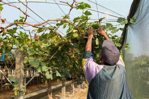 How To Prune Grape Vines Minneopa Orchards