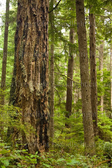 Ancient One ~ Old Growth Forest Stockphoto From Cortes Island Bc