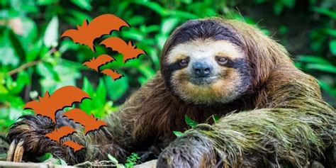 Halloween Sloths Scary Night Story By Ms Margie Sue Sloth Of The Day