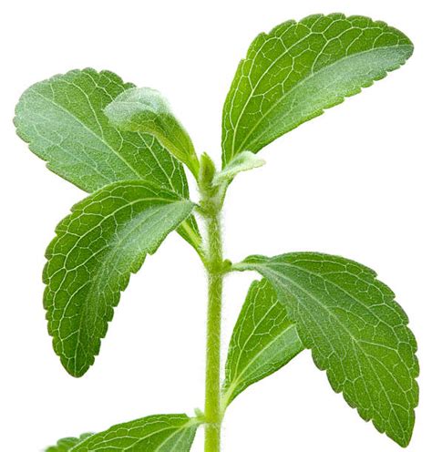 Stevia Flower Stock Photos Pictures And Royalty Free Images Istock