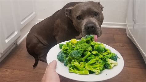 Feeding My Dog Broccoli Youtube