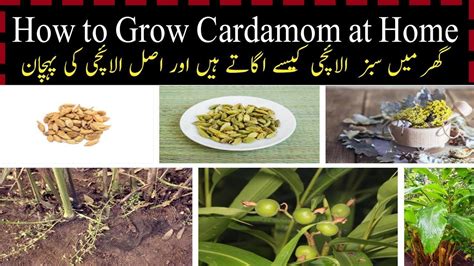 How To Grow Cardamom Plant From Seeds How To Grow Cardamom Elachi