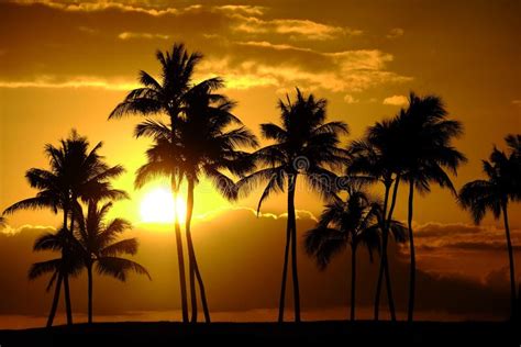 15679 Sunrise Silhouette Palm Trees Stock Photos Free And Royalty Free
