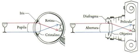 Las 12 Partes Del Ojo Humano Conoce Su Anatomía