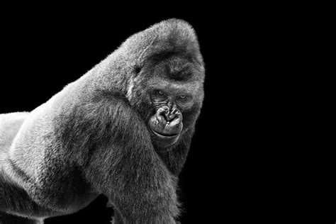 Adult Gorilla On Black Getty Images Gallery