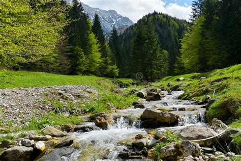 The Small Mountain River Surrounded By Pine Tree Forest In Spring Stock