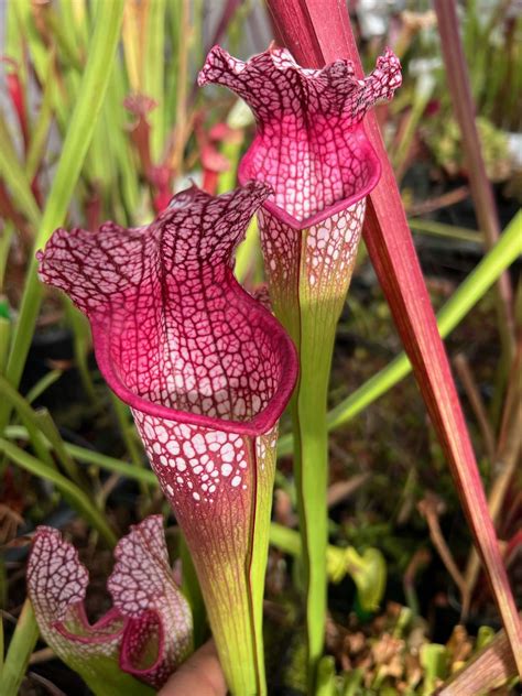 Sarracenia Prometheus X Purple Lips 3 Carnivorous Plant Resource