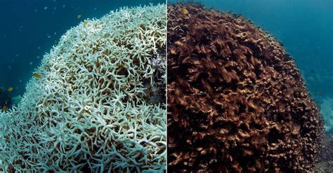 Amid Bleaching Crisis Coral Scientists Urge Australia To Protect Reefs