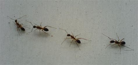 اسماء مبيدات النمل الأسود