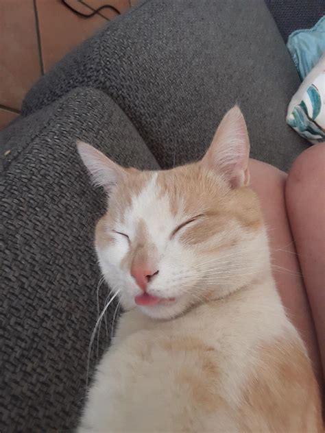 Derpy Blep Derpy Animals Cats