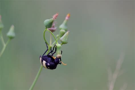 18h Safari Beetle Brian Searle Flickr