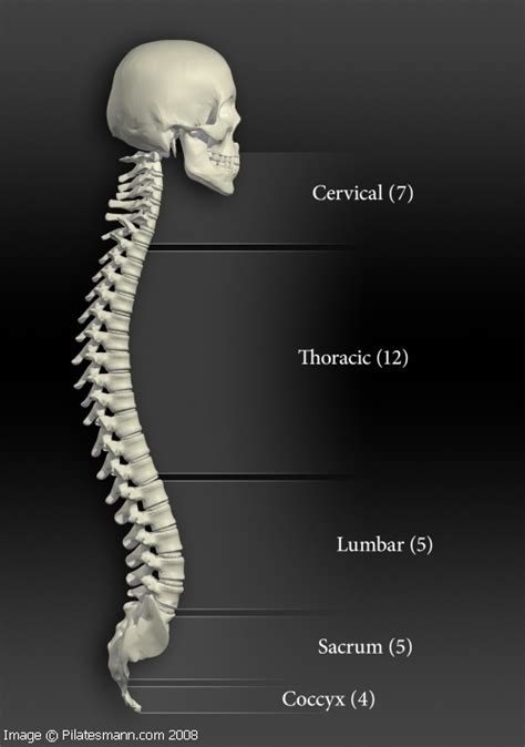 I think it goes back to the great chain of being. Pilatesmann.com - The Anatomy of Pilates