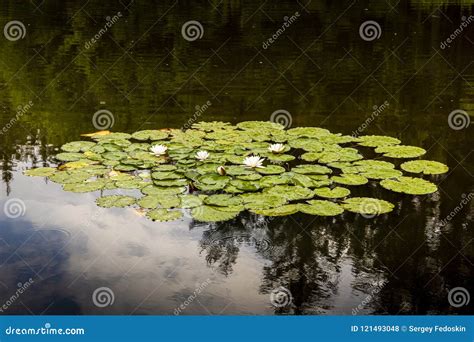 Forest Lake With Water Lilies Under Rain Stock Photo Image Of Bloom