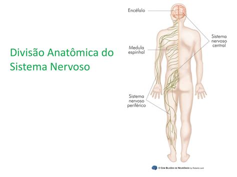 Divisao Anatomica Do Sistema Nervoso Ictedu