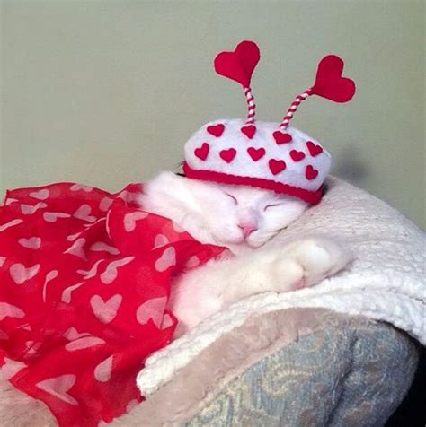 Valentines Need Their Beauty Sleep Cat Valentine Happy Valentines Day Images Valentines