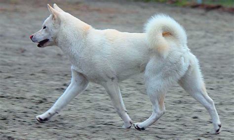 Kishu Inu Dog Breed Info Characteristics Traits Personality