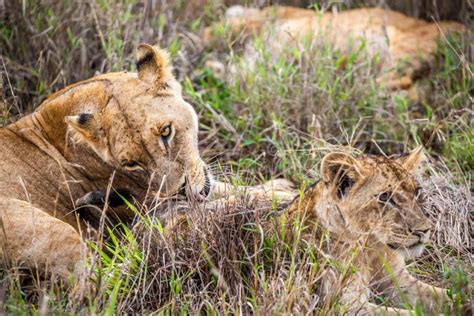 Female Lion With A Baby Lion In The Savannah Afika In Kenya Masai Mara