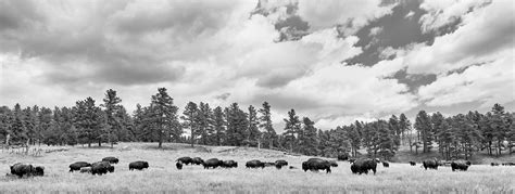 Custer State Park South Dakota Michael Salinero Photography