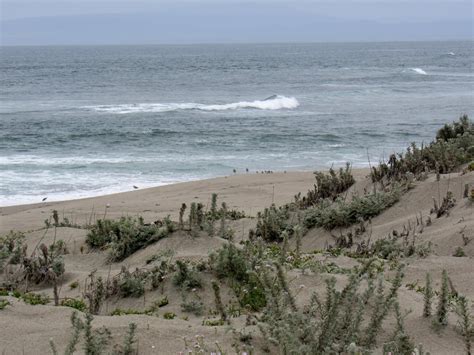 Ecology And Restoration Of California S Coastal Dune Habitat